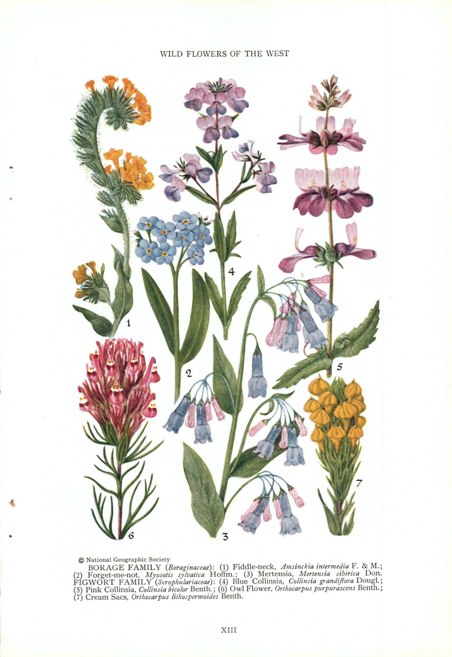 1927 National Geographic Vintage Pages - Flowers - Borage 1927 National Geographic Vintage Pages - Flowers - Borage