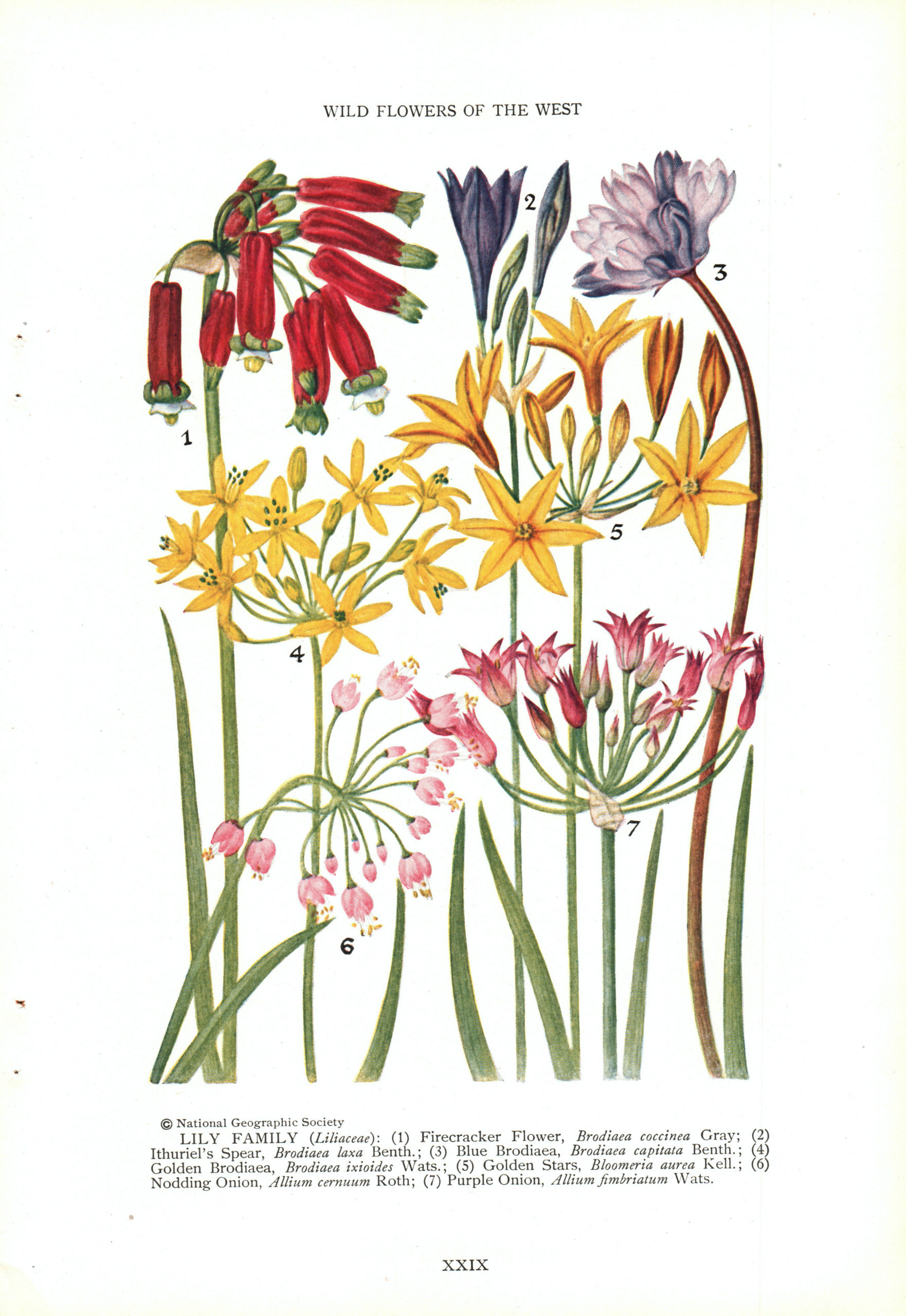 1927 National Geographic Vintage Pages - Flowers - Lily Family | eBay