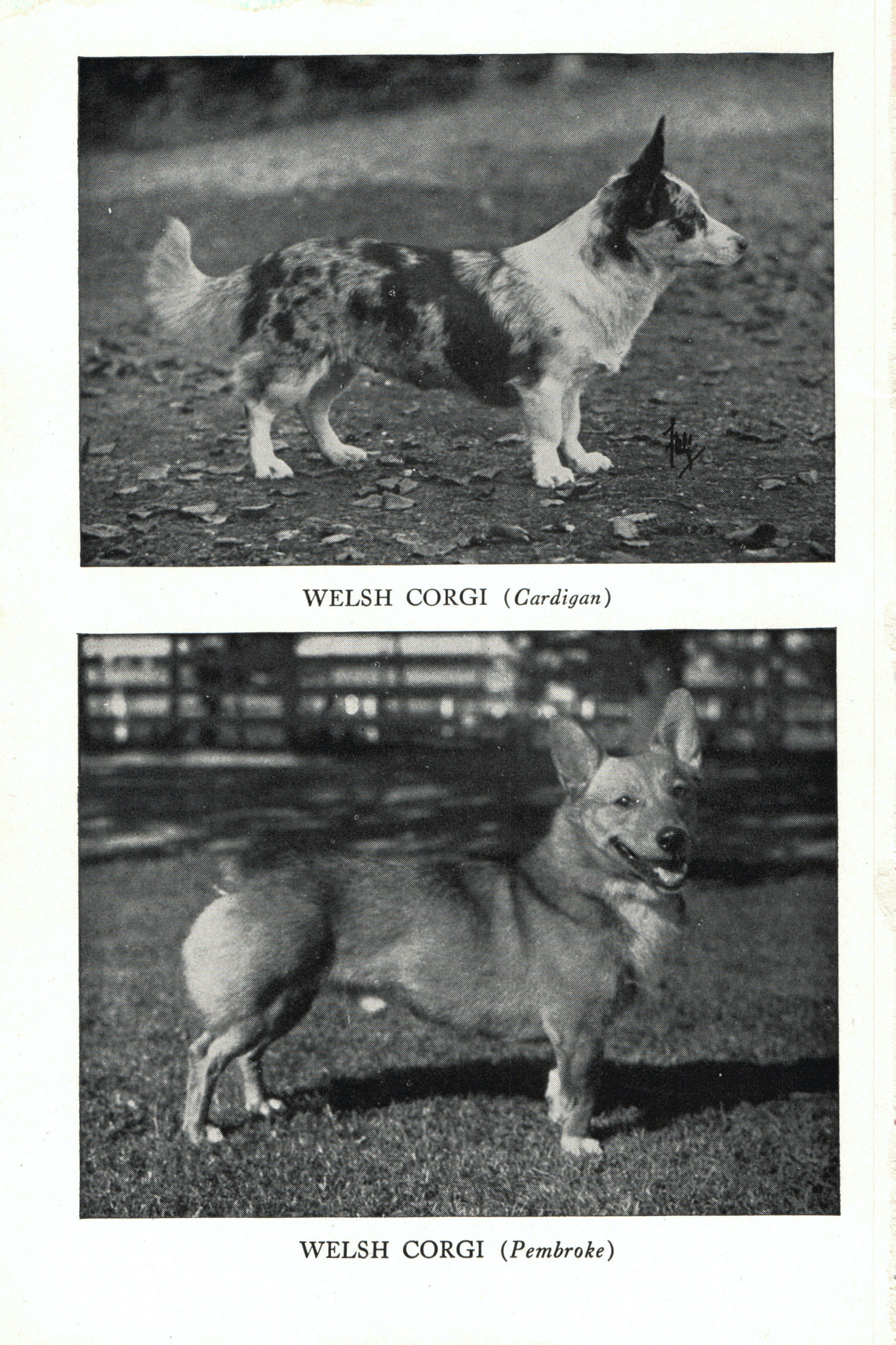 Siberian corgi sales