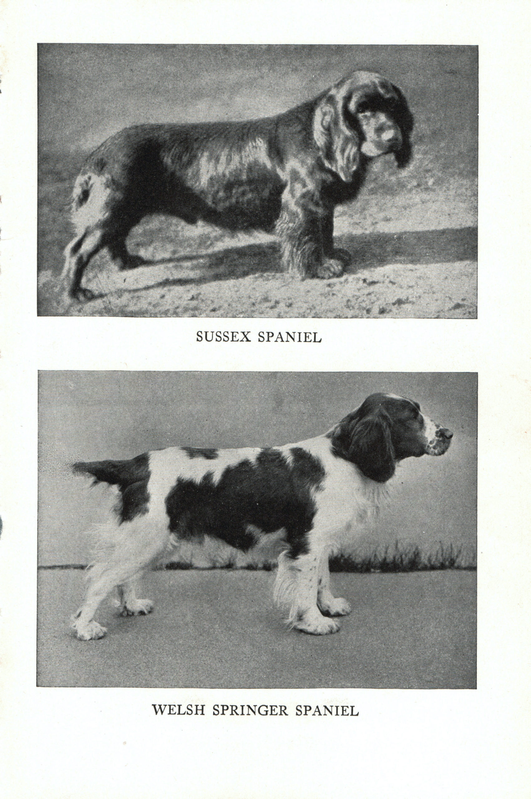 1947 Complete Dog Sussex Spaniel And Welsh Springer Spaniel On One Side And Ebay