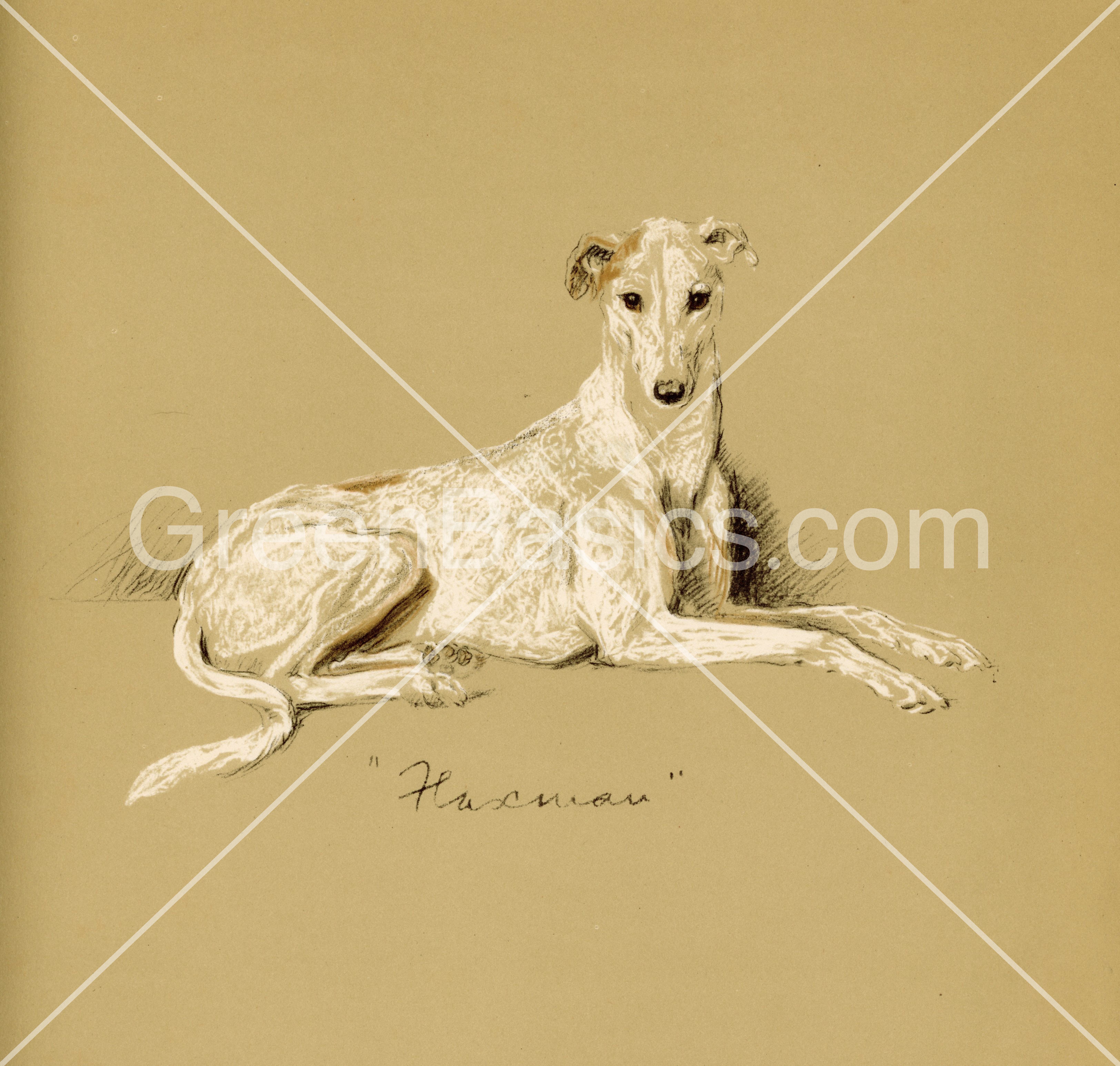 Greyhound - Flaxman