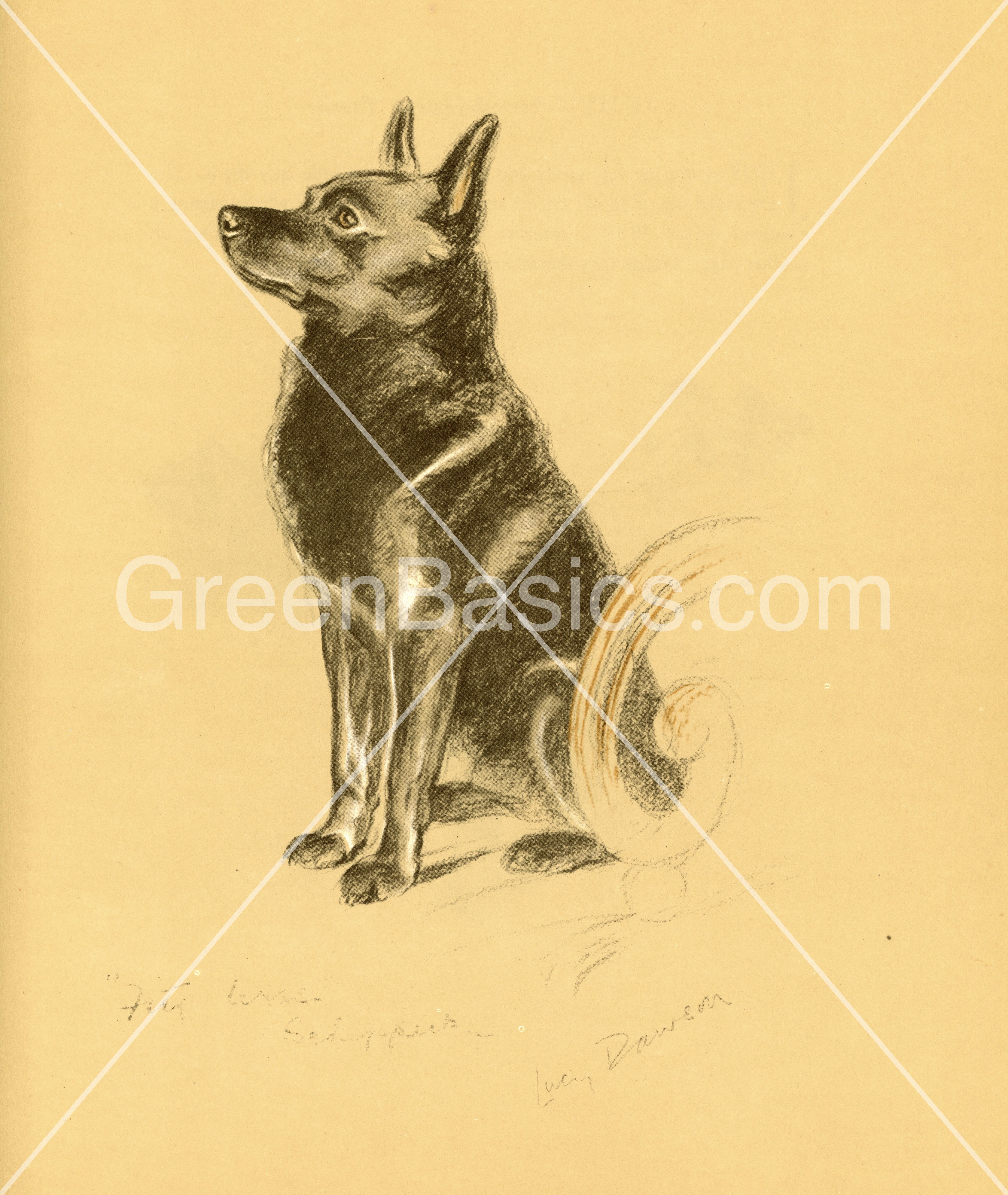 Schipperke - Peter